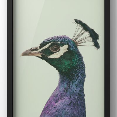 Peaking Peacock Print | Peacock Portrait Wall Art - A3 Print Only