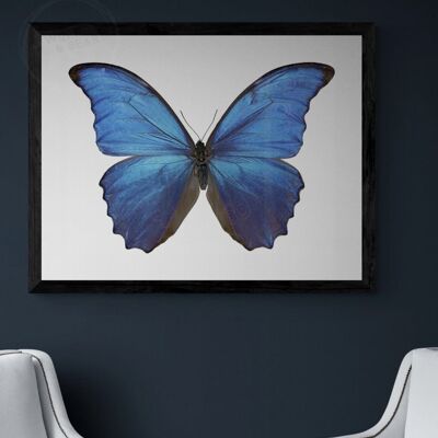 The Blue Butterfly - 50X70CM PRINT ONLY