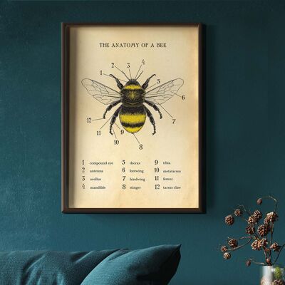 Impression d'abeille, affiche d'abeille, graphique d'abeille, anatomie d'une abeille A4 (blanc)