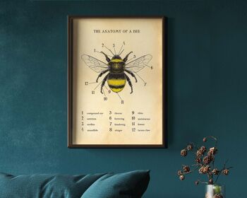 Impression d'abeille, affiche d'abeille, graphique d'abeille, anatomie d'une abeille A4 (blanc) 1