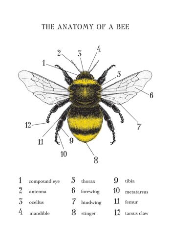 Impression d'abeille, affiche d'abeille, graphique d'abeille, anatomie d'une abeille A4 (blanc) 2