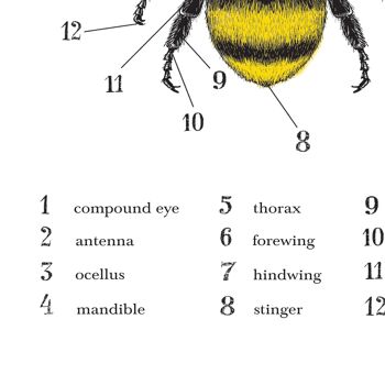 Impression d'abeille, affiche d'abeille, graphique d'abeille, anatomie d'une abeille A4 (blanc) 3