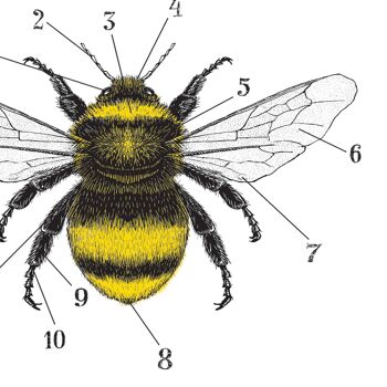 Impression d'abeille, affiche d'abeille, graphique d'abeille, anatomie d'une abeille A4 (blanc) 4