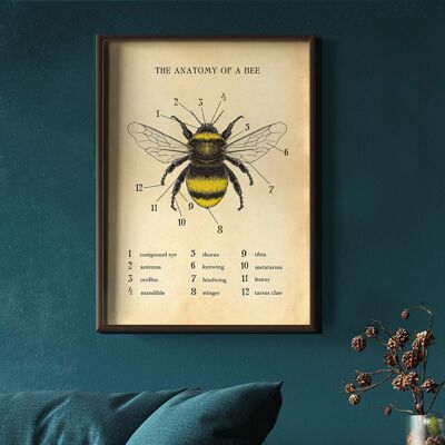 Impresión de abeja, cartel de abeja, gráfico de abeja, anatomía de una abeja A3 (blanco)