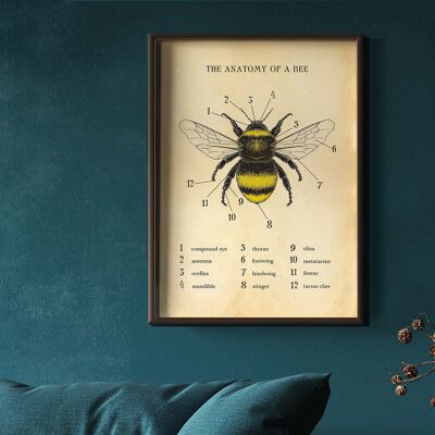 Stampa delle api, poster delle api, grafico delle api, anatomia di un'ape A3 (bianco)