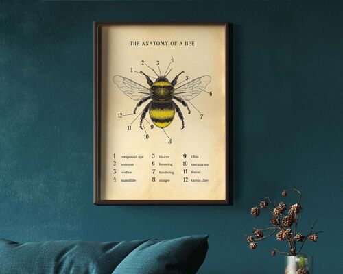 Bee print, Bee poster, Bee Chart, Anatomy of a Bee A4(Aged Antique)