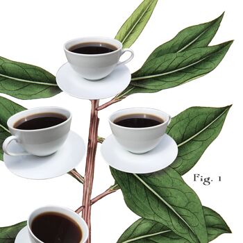 Affiche botanique de café, impression d'art de café, humour drôle Prin A1 (blanc) 3