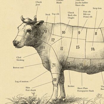 BRITISH Beef cut cow print, Butcher chart, vintage etching A3(white) 2