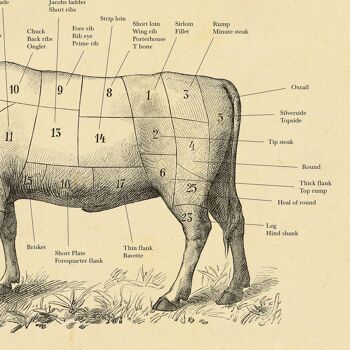 BRITISH Beef cut cow print, Butcher chart, vintage etching A1(Aged Antique) 3