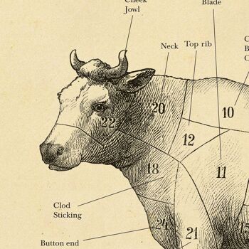 BRITISH Beef cut cow print, Butcher chart, vintage etching A1(Aged Antique) 4