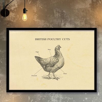 BRITISH Chicken butcher chart, all sizes, Etching Print, A4(Aged Antique)