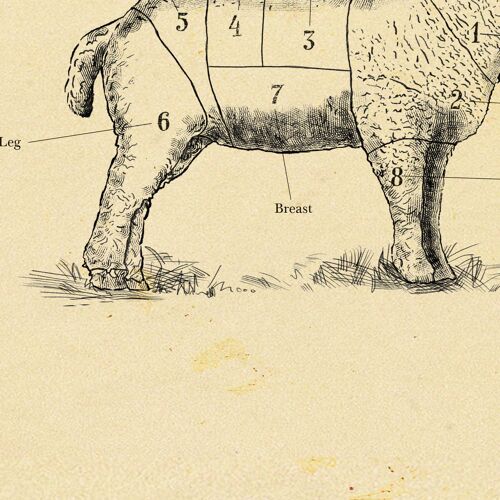 British Lamb butcher print chart, Sheep print, All sizes. A4(white)