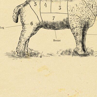 Grafico di stampa del macellaio di agnello britannico, stampa di pecore, tutte le taglie. A4 (bianco)