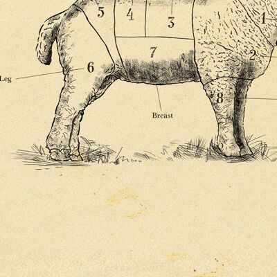 Britisches Lamm-Metzger-Druckdiagramm, Schafdruck, alle Größen. A4 (weiß)