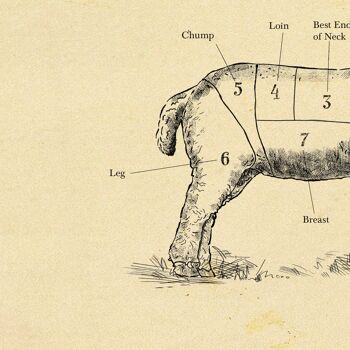 Tableau d'impression de boucher d'agneau britannique, impression de moutons, toutes tailles. A4 (antiquité vieillie) 2