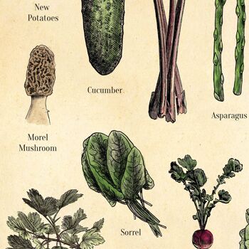 Impression de fruits et légumes de saison, art botanique A4 (antiquité vieillie) 3