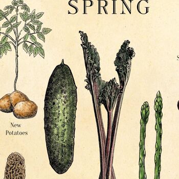 Impression de fruits et légumes de saison, art botanique A1 (antiquité vieillie) 4
