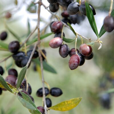 Olive nere campane in EVO e aromi