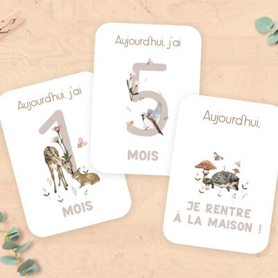 Baby Life Stage Cards - Animals