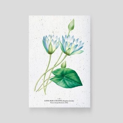 Seed-Karten - Blauer Lotus von Ägypten