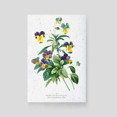 Plantable cards - Wild Pansy