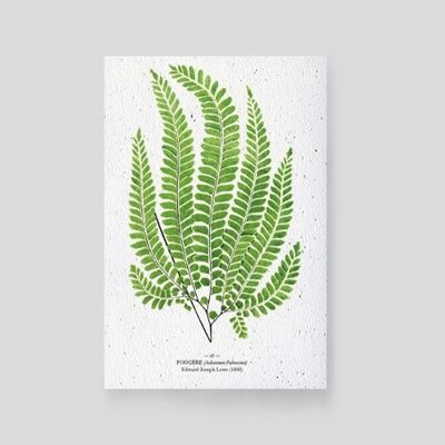 Plantable cards - Fern