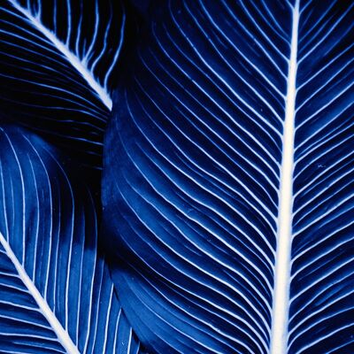 Palm Blue Art Print - 40x40 cm