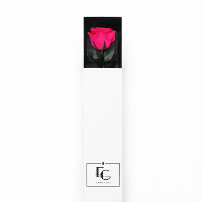 Long Stem Infinity Rose | hot pink | 1 rose