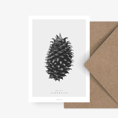 Postcard / pine cone No. 3