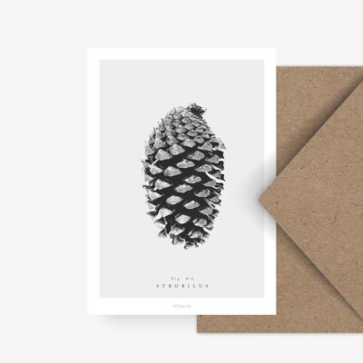 Postcard / pine cone No. 2