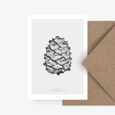 Postcard / pine cone No. 1