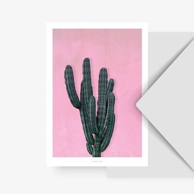 Cartolina / cactus n. 1