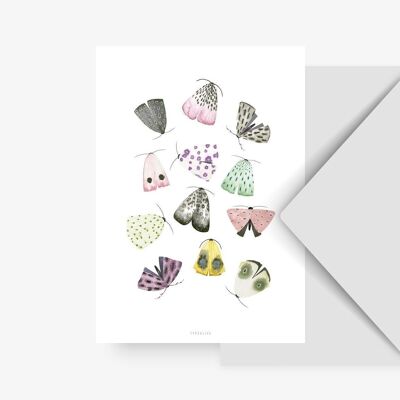 Postcard / Moths