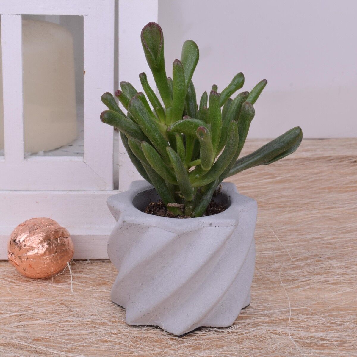 Pflanztopf Blumentopf "Spiral" (2er Set) Beton Übertopf Ø7cm