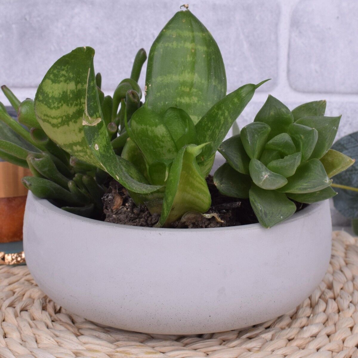 Deko-Schale "Julia" Beton-Design Wohnzimmer Blumen Ablage