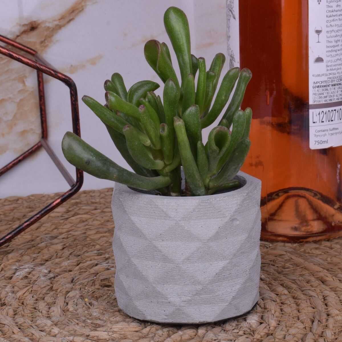 Vaso da fiori vaso da fiori "Mia" fioriera in cemento design deco