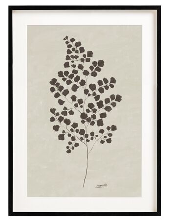 Affiche Adiantum Noir - 30x40 cm 2