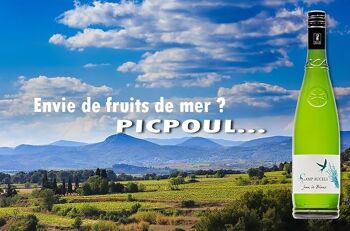 Picpoul de Pinet, Domaine de Campaucels, Cuvée Jean Le Blanc, Milésime 2022 2