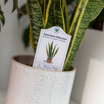 Houseplant Care Tags