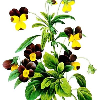 Wild pansy care oil