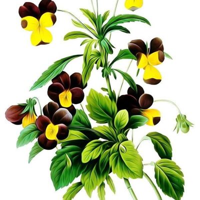 Wild pansy care oil