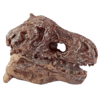 Rawr Dinosaur Skull Fossil Dig-A-Saurs Dig it Out Kit 2