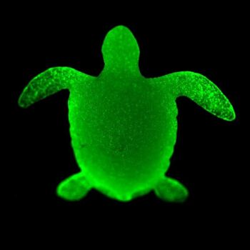 Kit d'extraction de tortue de mer Glow in the Dark 9