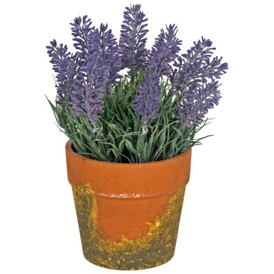 Lavender in Pot