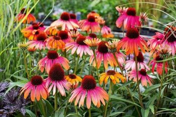 Le grand livre des jardiniers. Les connaissances de jardinage recueillies auprès de 100 pépinières. nature et jardin 4