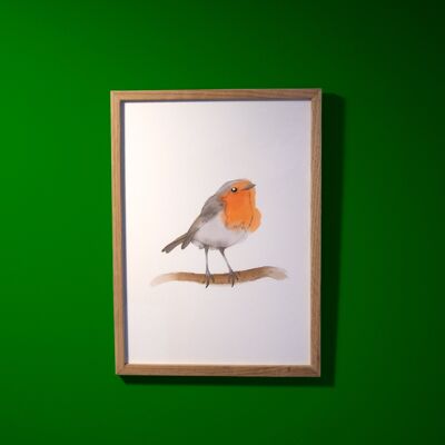Art print A4, Robin