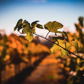 Albana di Romagna DOCG | Fondatori GP 8