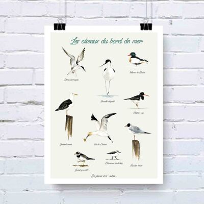 Affiche Les oiseaux du bord de mer