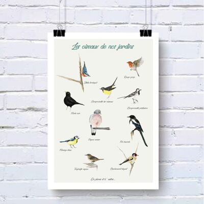 Affiche Les oiseaux du jardin