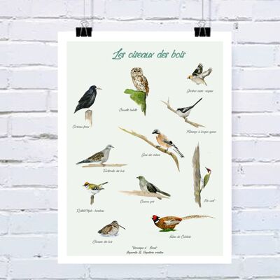 Affiche Les oiseaux des bois